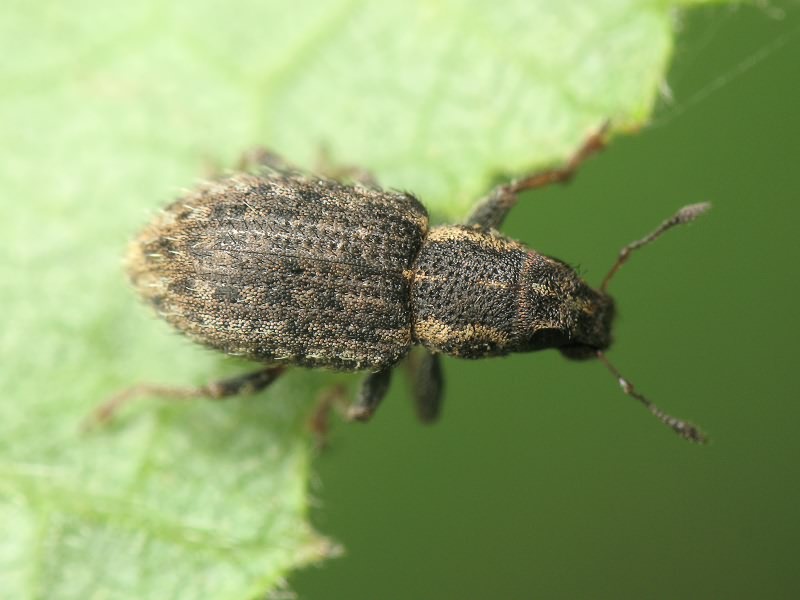 Sitona hispidulus (Fabricius, 1776)